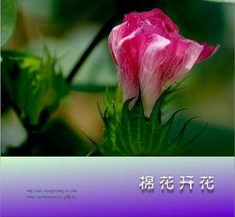 棉花开花的日子,记录棉花开花的日子