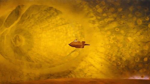 神奇旅程,神奇旅程的奇幻冒险之旅