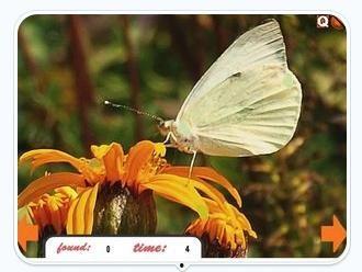 将蝴蝶藏于肩后,探寻自然之美与内心宁静的和谐共鸣